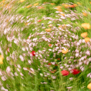 Print A3 Plus Flowers