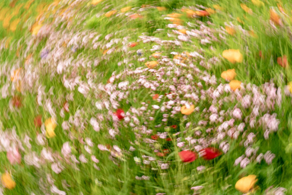 Print A3 Plus Flowers