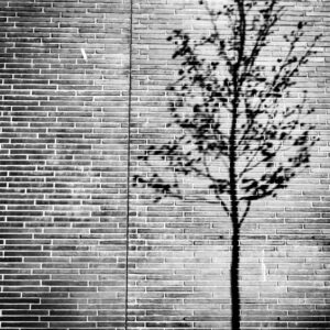 Tree - Bergina Leka Photography