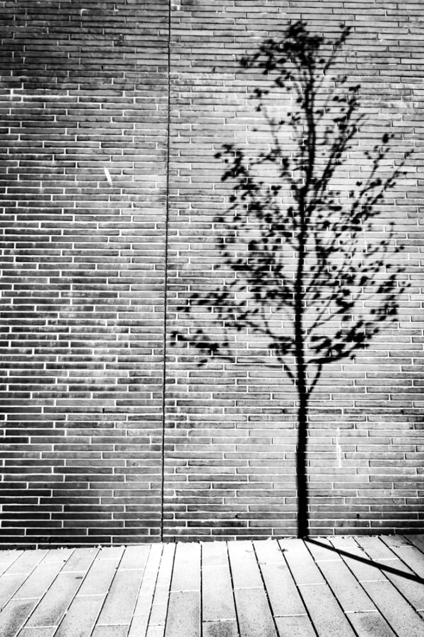 Tree - Bergina Leka Photography