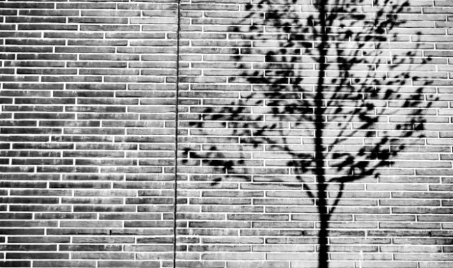 Tree - Bergina Leka Photography