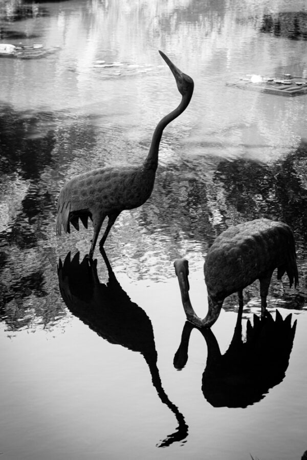 A3 Plus Print Birds