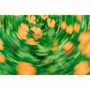 A3 Plus Print Poppies